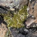 Thamnolia subuliformis, thin bony white lichen growing in Racomitrium lanuginosum